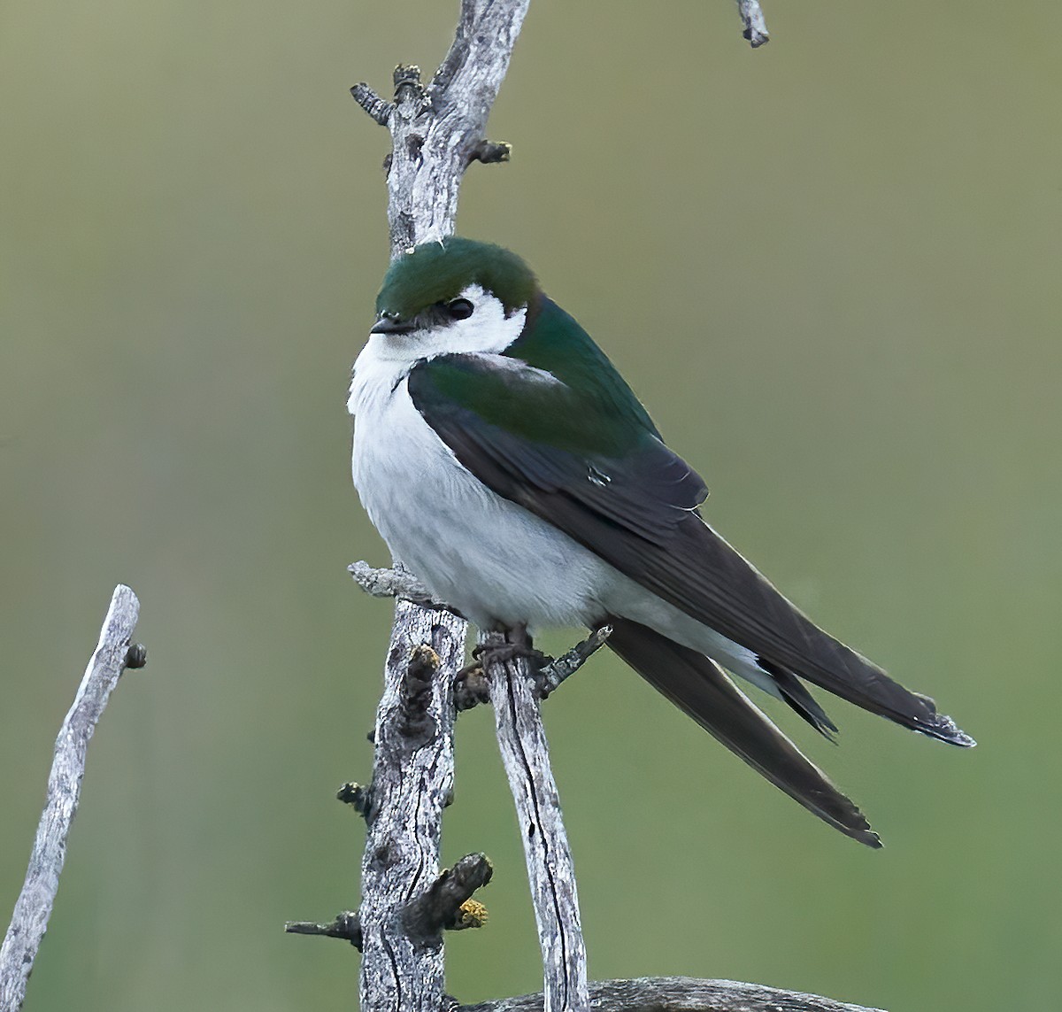 Violet-green Swallow - ML620305743
