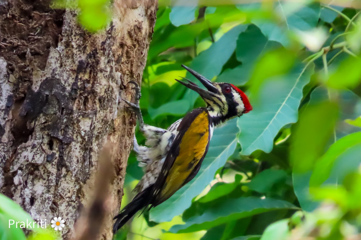 White-naped Woodpecker - ML620305752