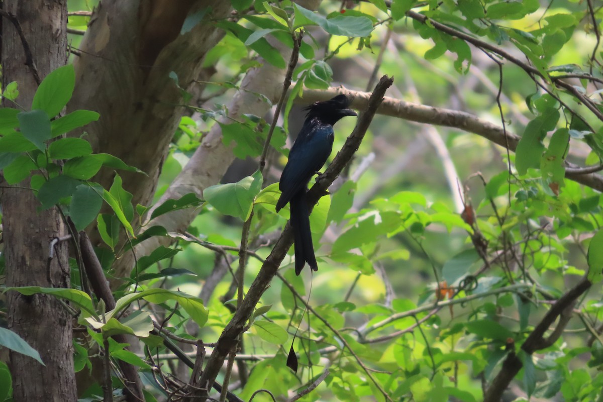 Greater Racket-tailed Drongo - ML620305766