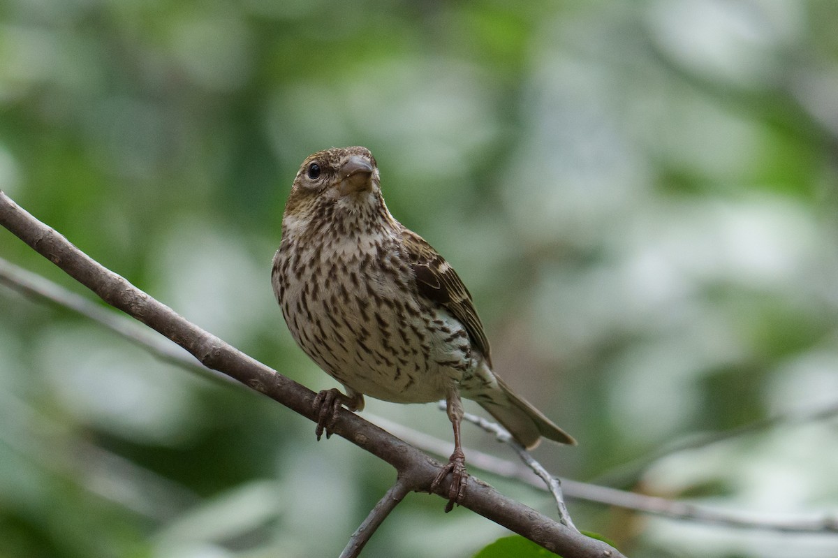 Cassin's Finch - ML620305767