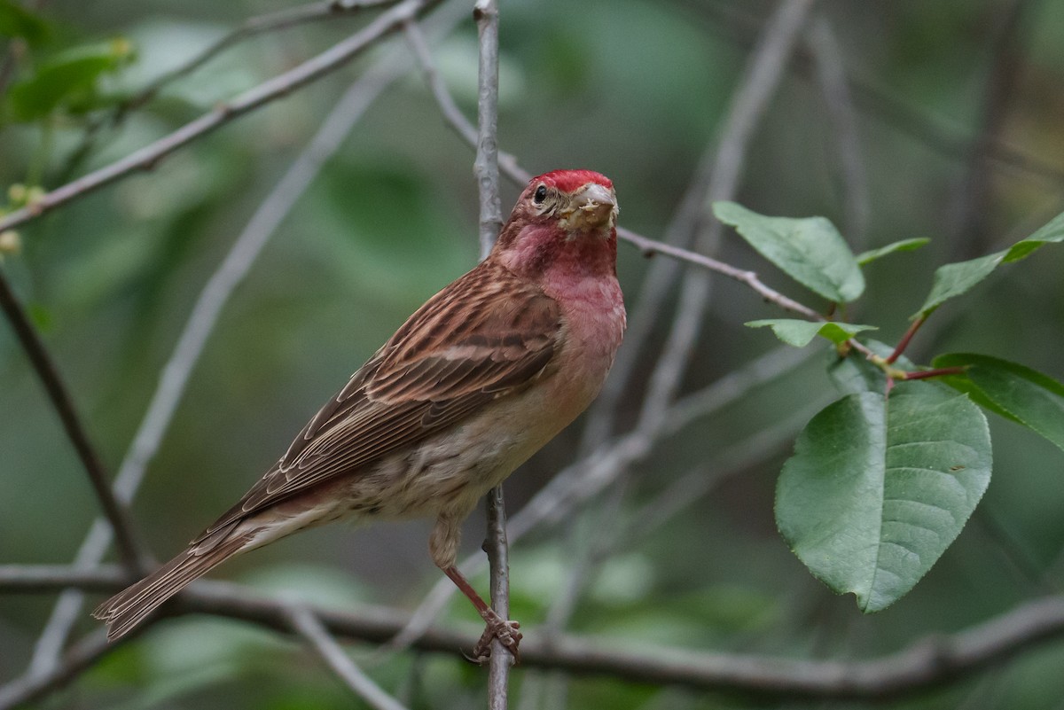 Cassin's Finch - ML620305769