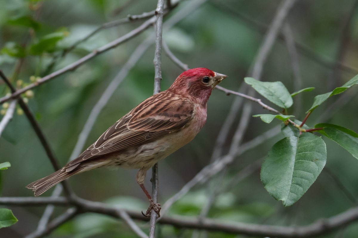 Cassin's Finch - ML620305770