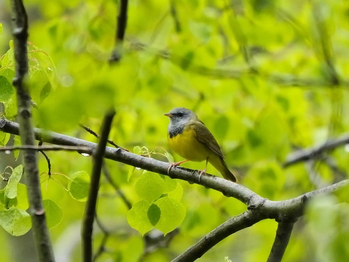 Mourning Warbler - ML620305777