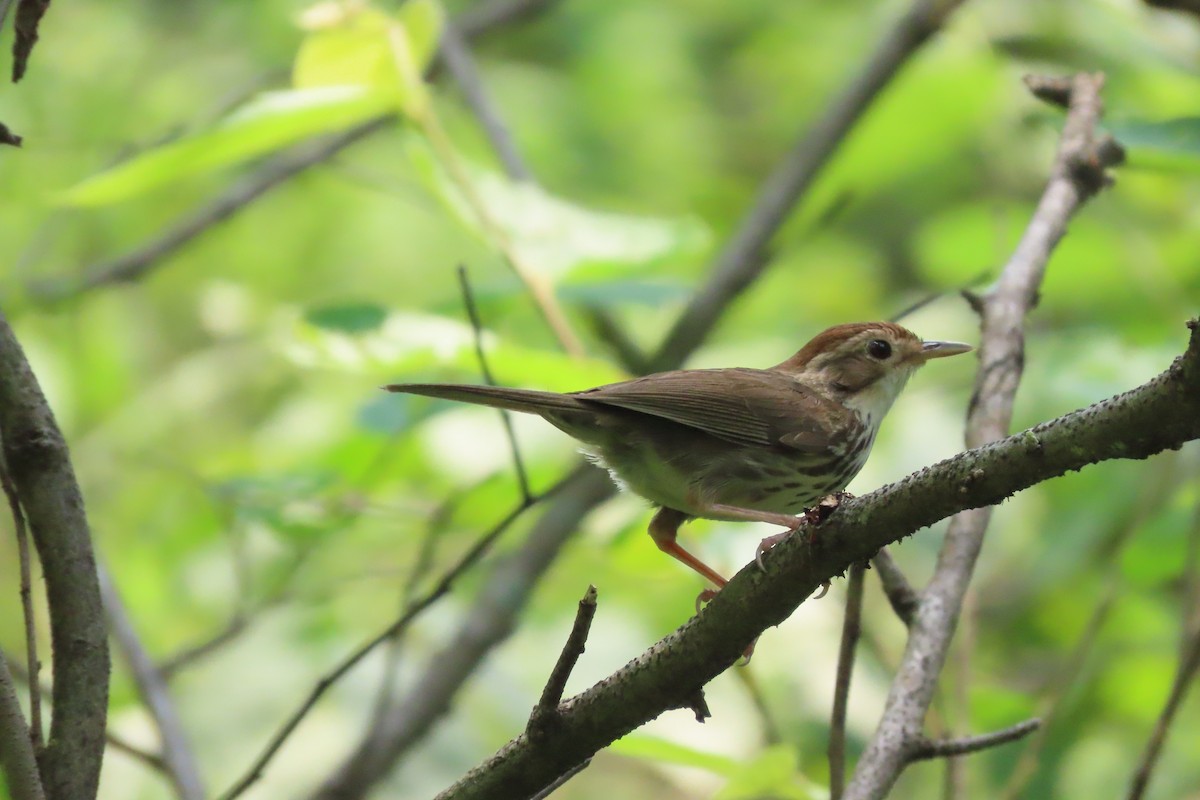 Puff-throated Babbler - ML620305778