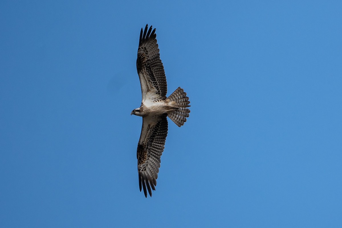 Osprey - Núria Ferrer Barbany