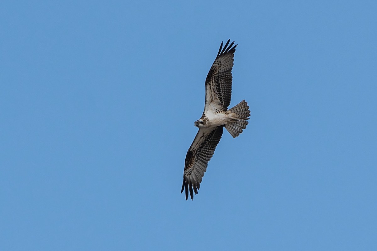 Águila Pescadora - ML620305792