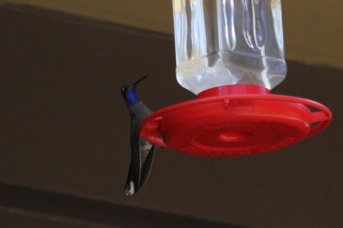 kolibřík blankytohrdlý - ML620305795