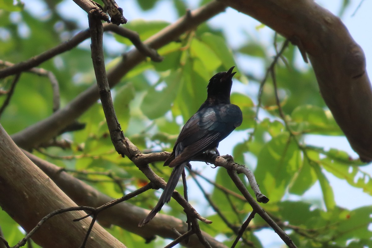 Fork-tailed Drongo-Cuckoo - Pratik Thakur
