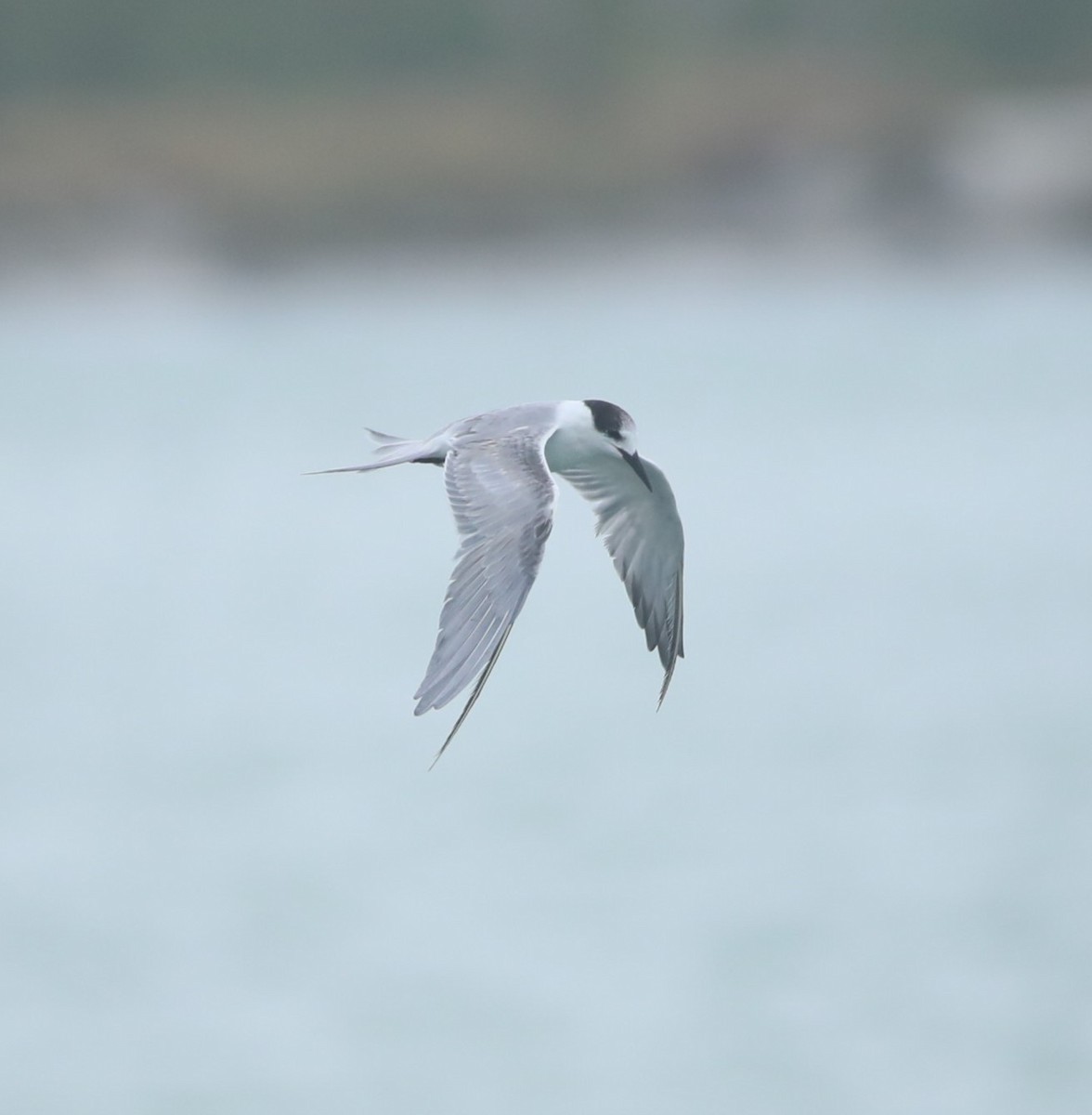 Common Tern - ML620305807