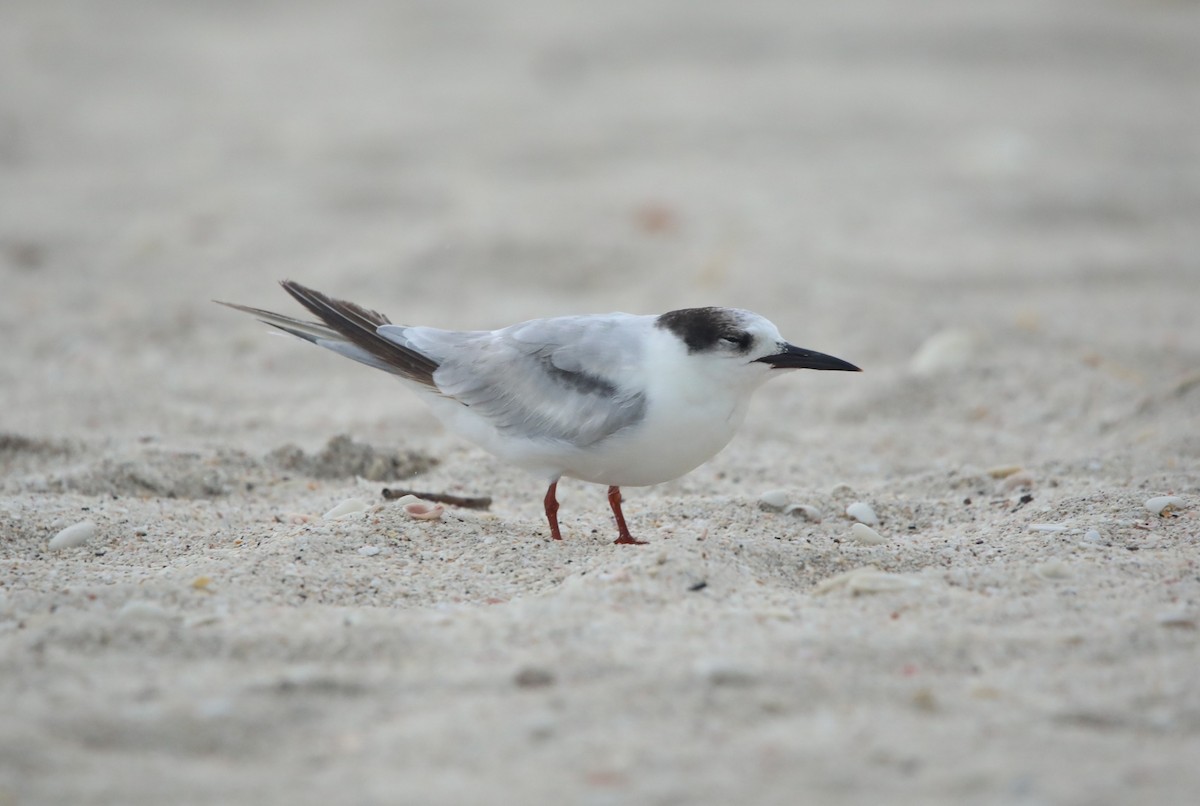 Common Tern - ML620305808