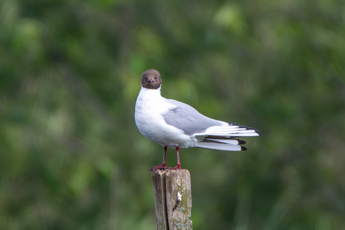 Mouette rieuse - ML620305810