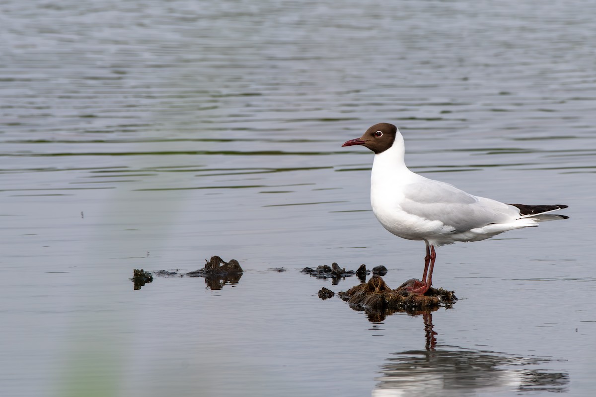 Mouette rieuse - ML620305811