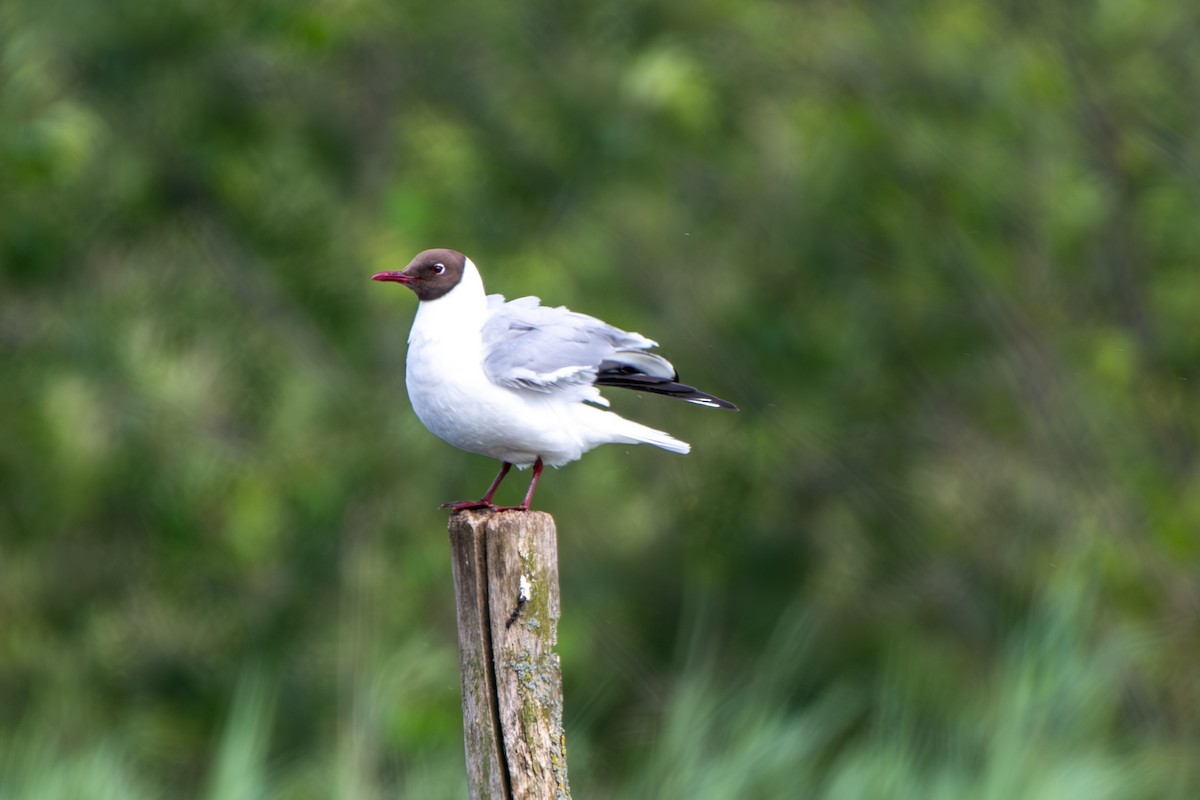 Mouette rieuse - ML620305812