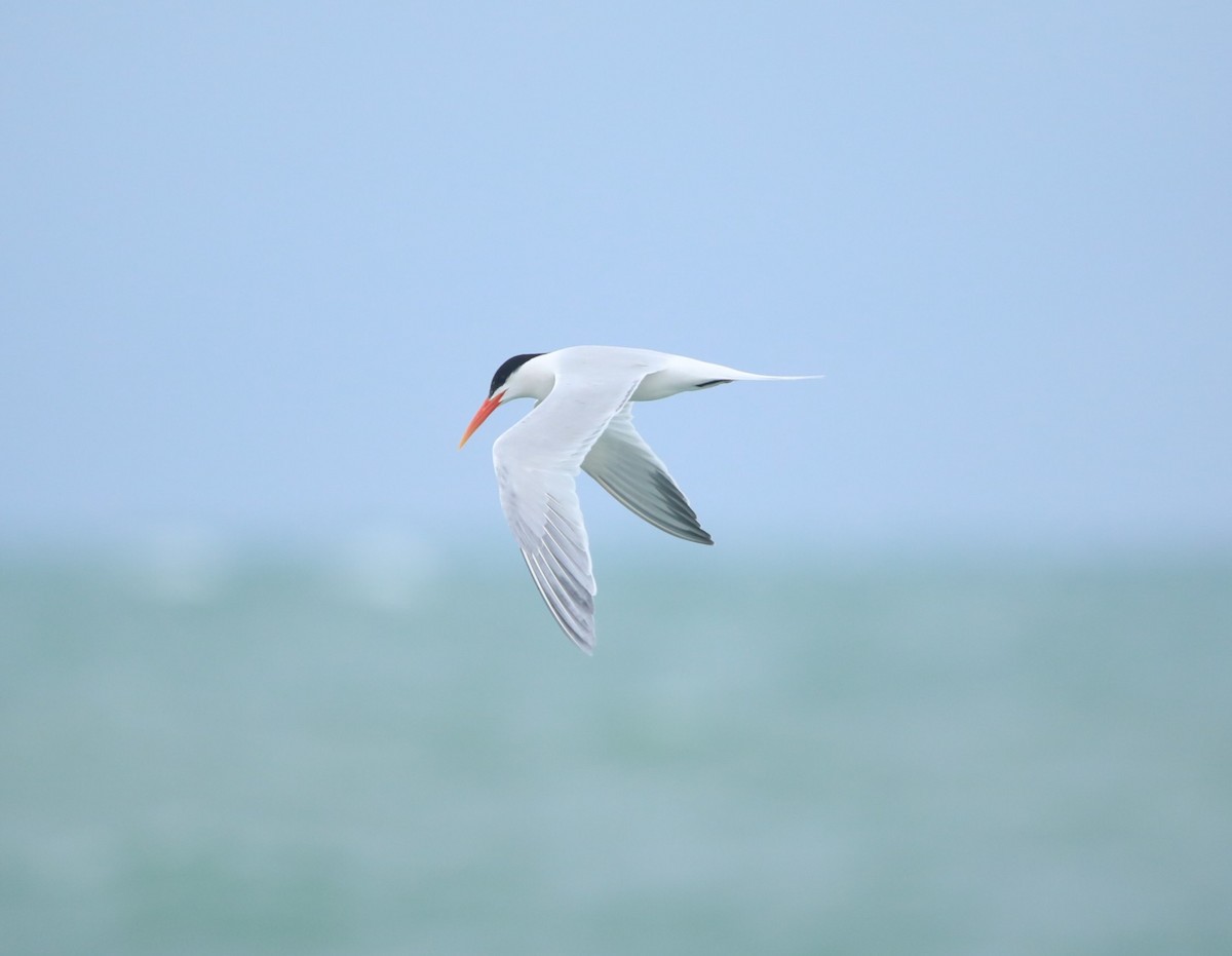 Elegant Tern - ML620305814