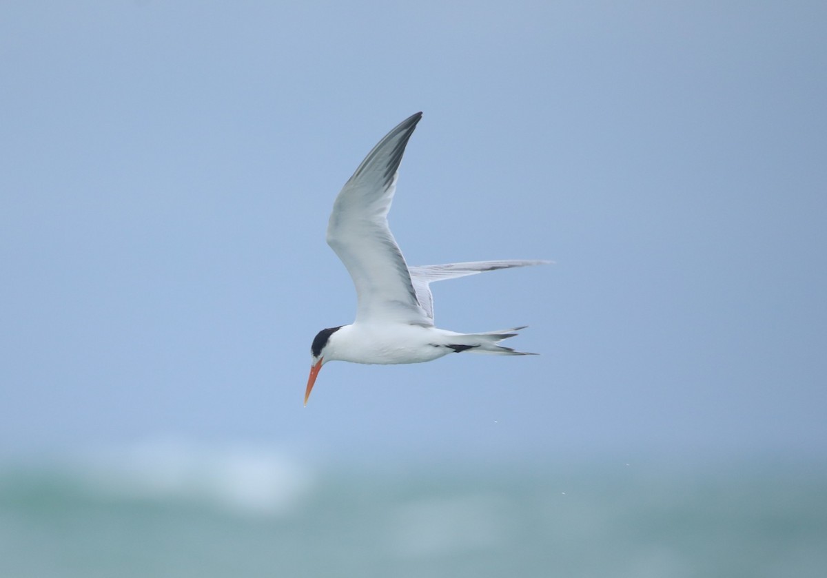 Elegant Tern - ML620305816