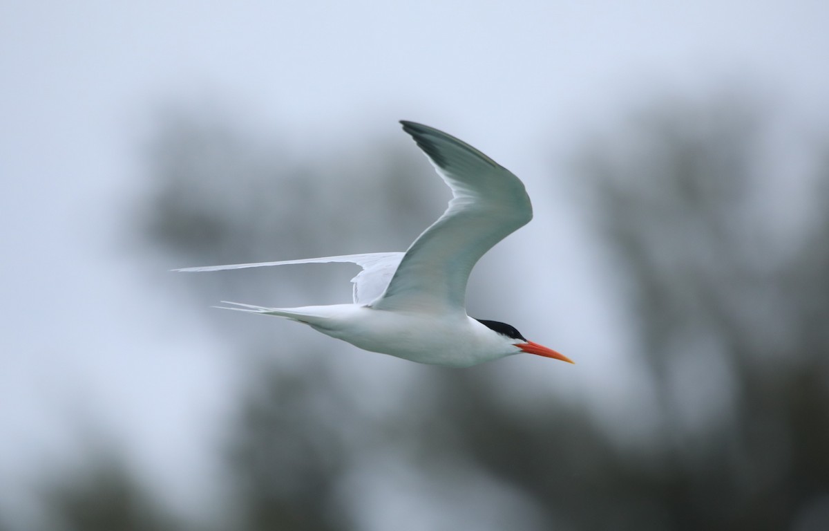 Elegant Tern - ML620305817