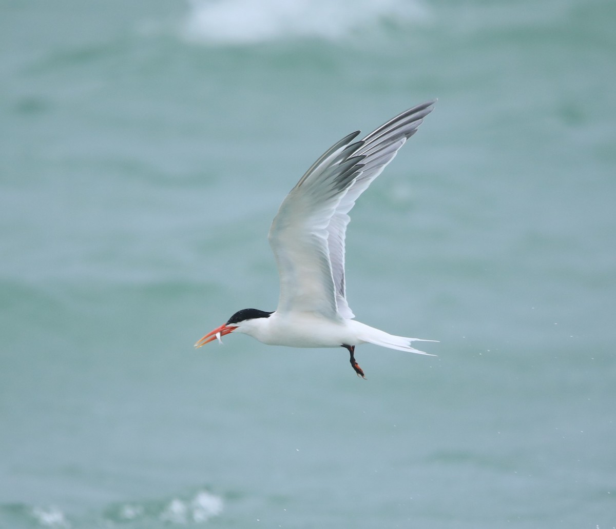 Elegant Tern - ML620305818