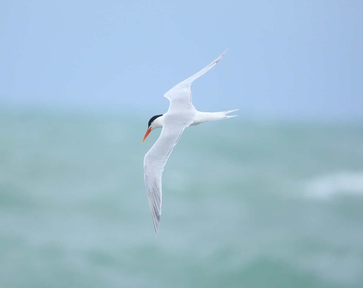 Elegant Tern - ML620305824