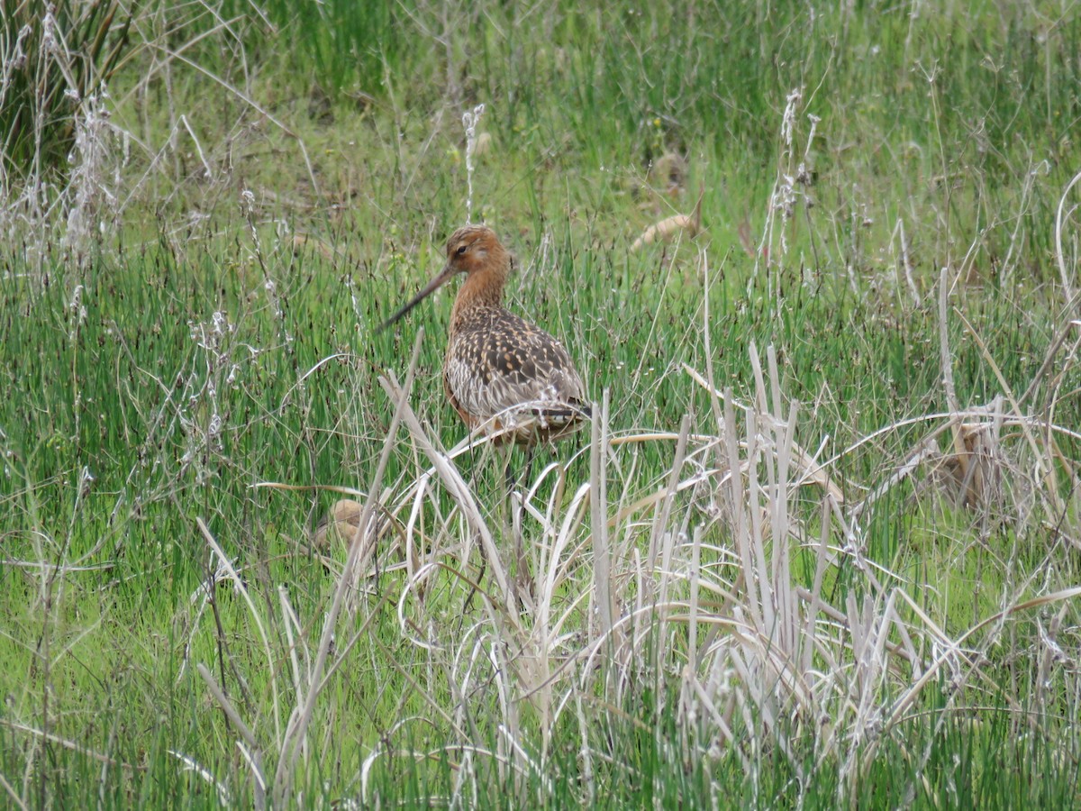 Bar-tailed Godwit - ML620305825