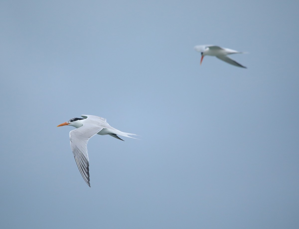 Royal Tern - ML620305828