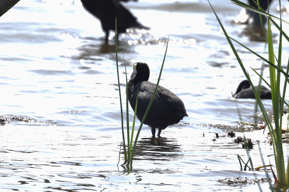 Slate-colored Coot - ML620305829