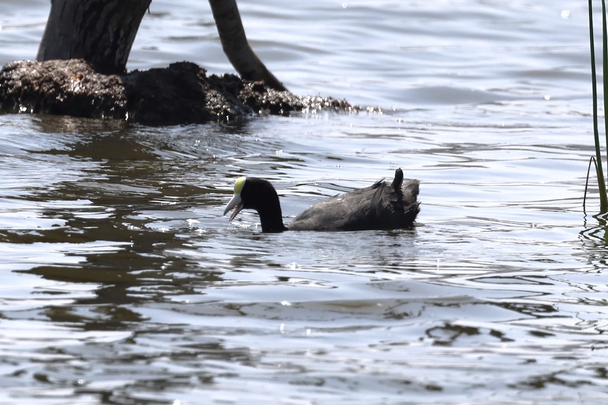 Slate-colored Coot - ML620305832