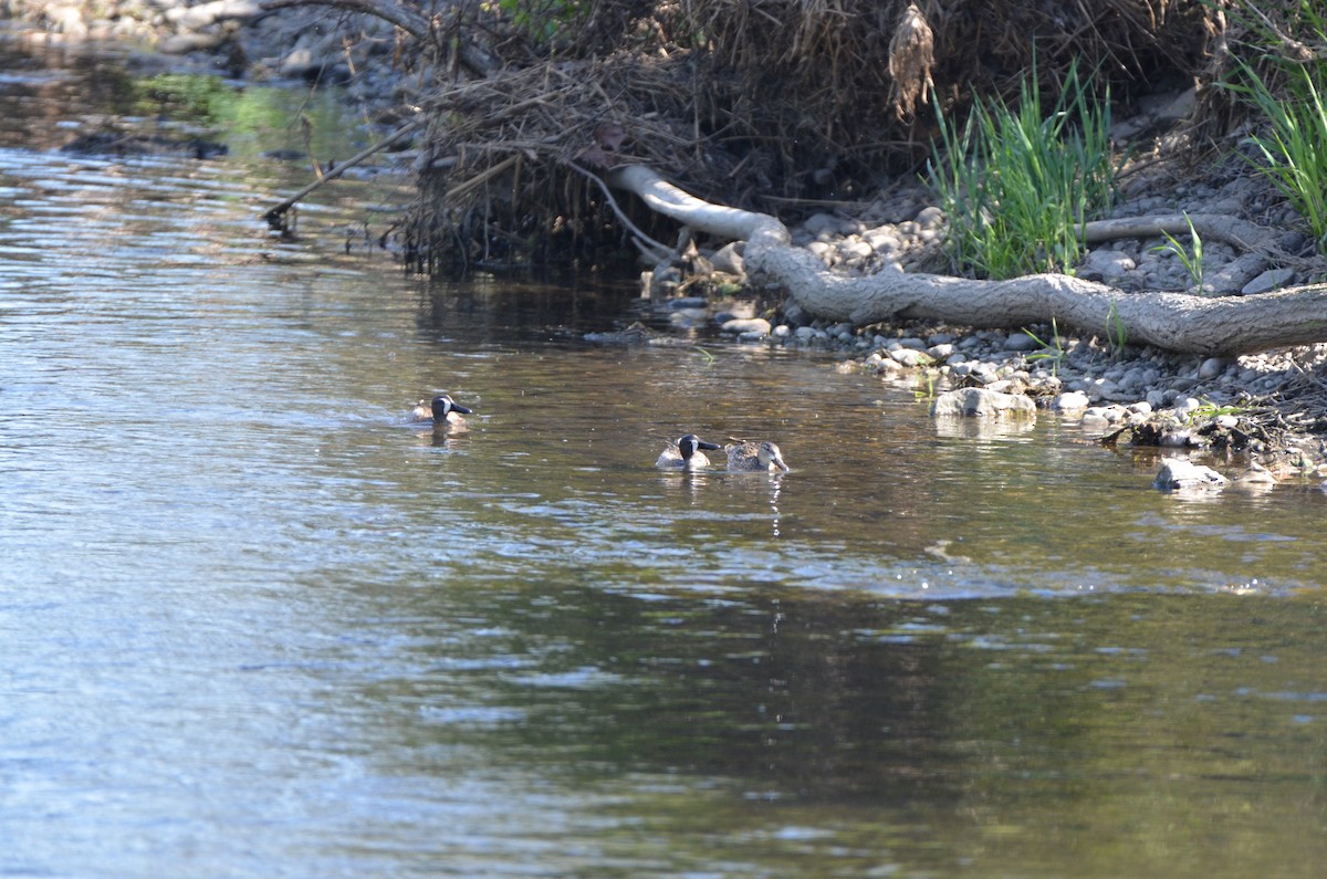 Blue-winged Teal - ML620305833