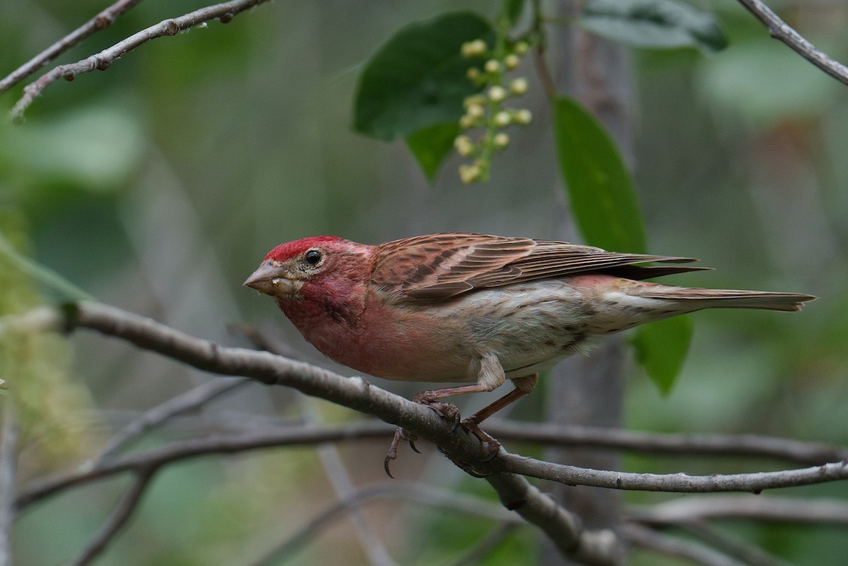 Cassin's Finch - ML620305836