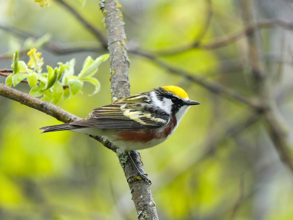 Chestnut-sided Warbler - ML620305838