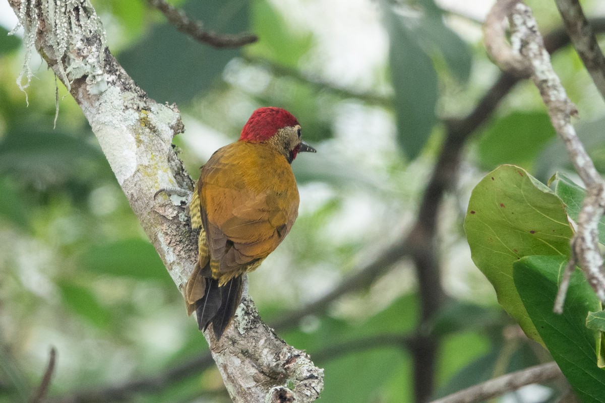 Golden-olive Woodpecker - ML620305839