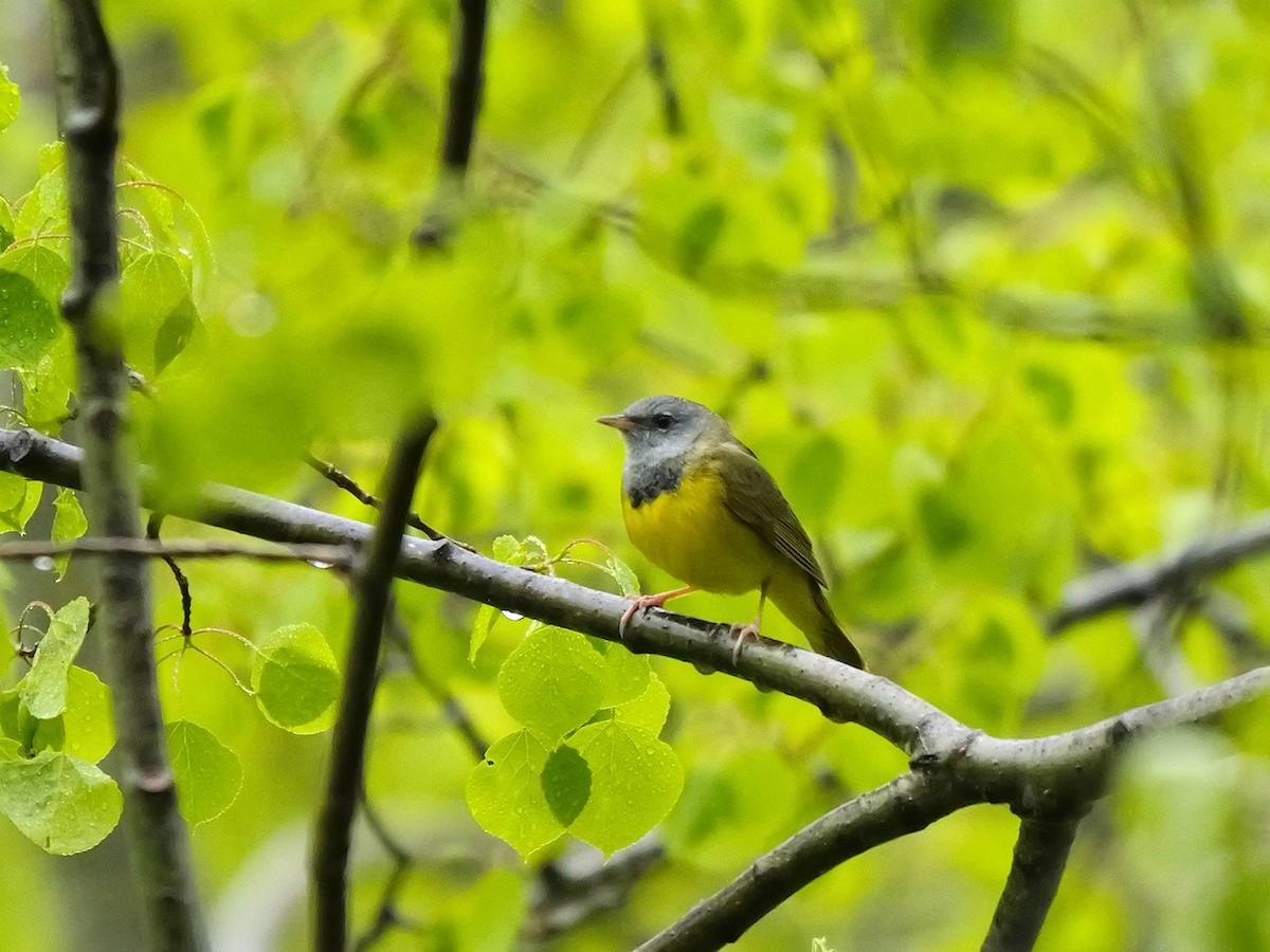 Mourning Warbler - ML620305840