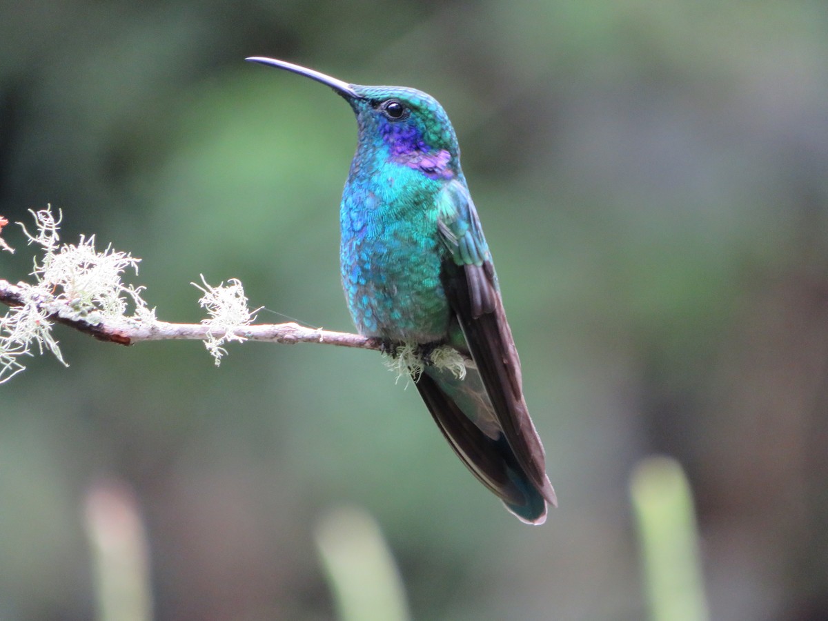 Colibrí Oreja Violeta Menor - ML620305841