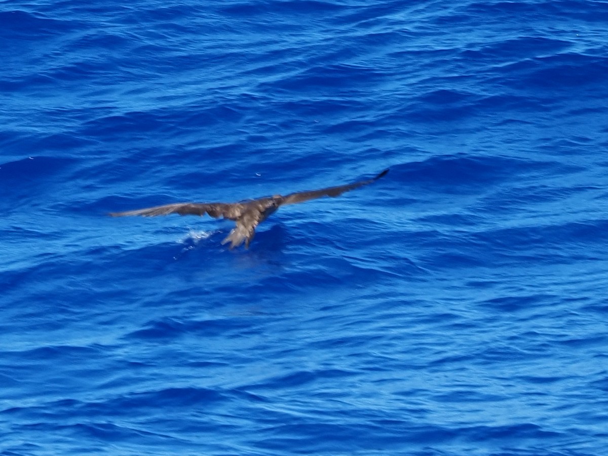 Red-footed Booby - ML620305856