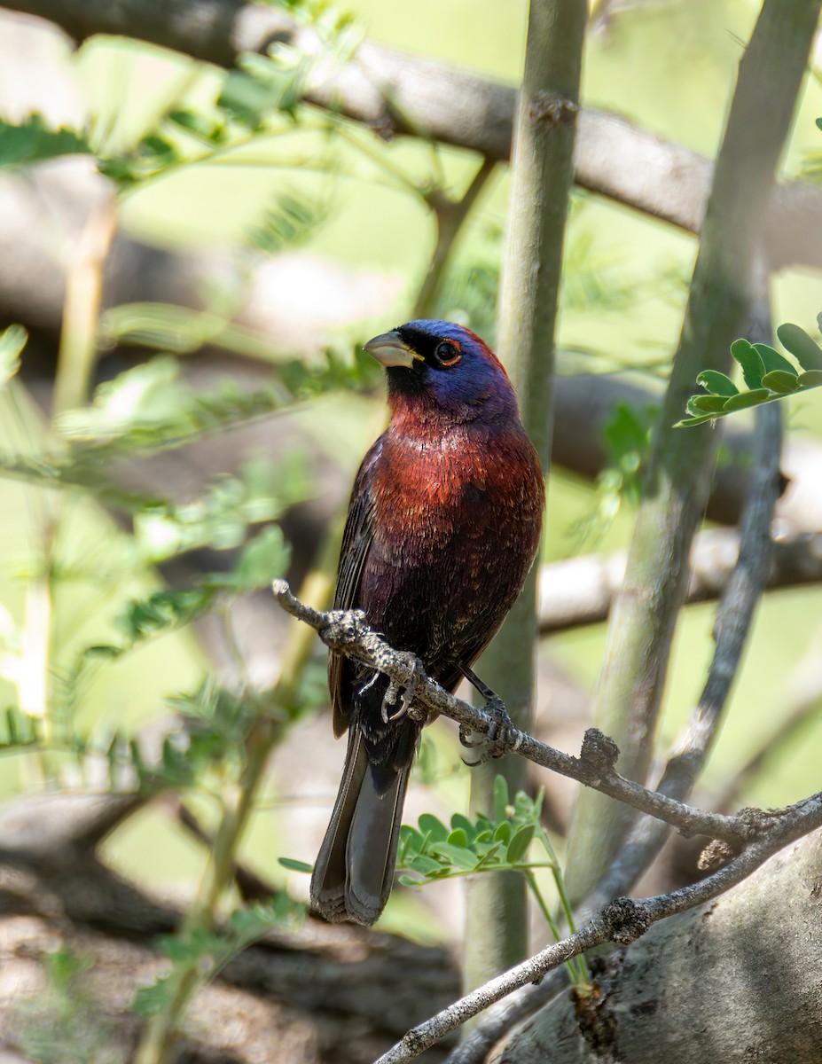 Varied Bunting - ML620305865