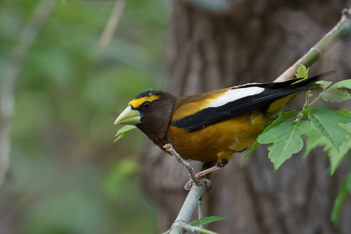 Evening Grosbeak - ML620305885