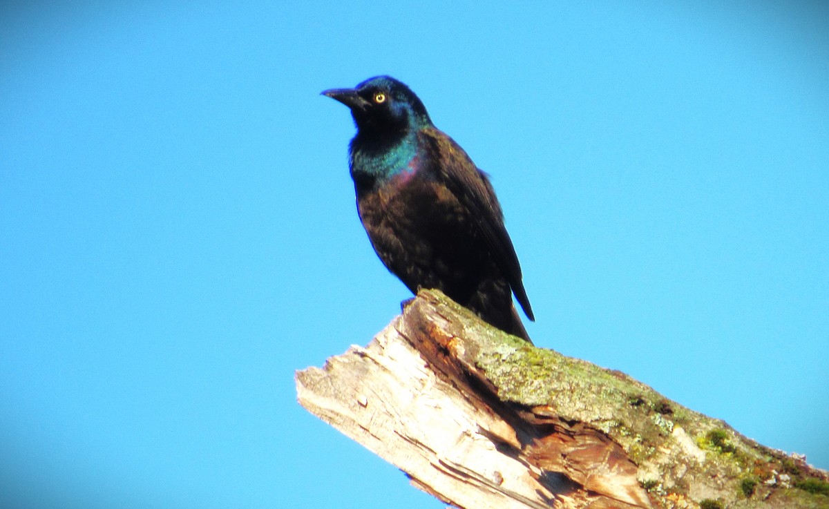 Common Grackle - ML620305886