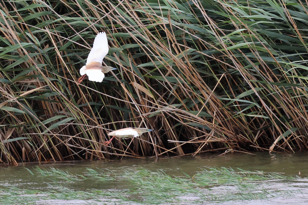 Squacco Heron - ML620305893