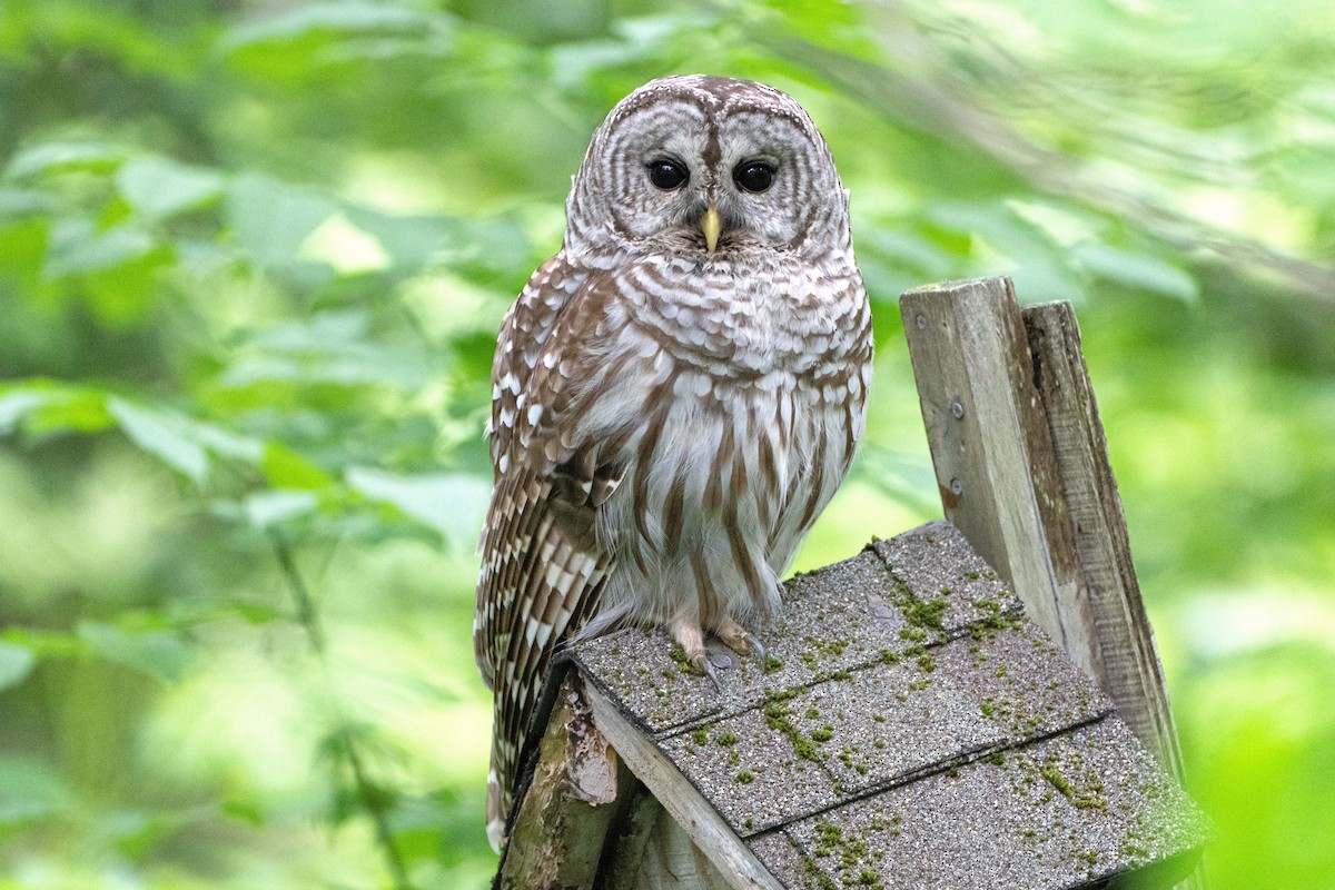 Barred Owl - ML620305902