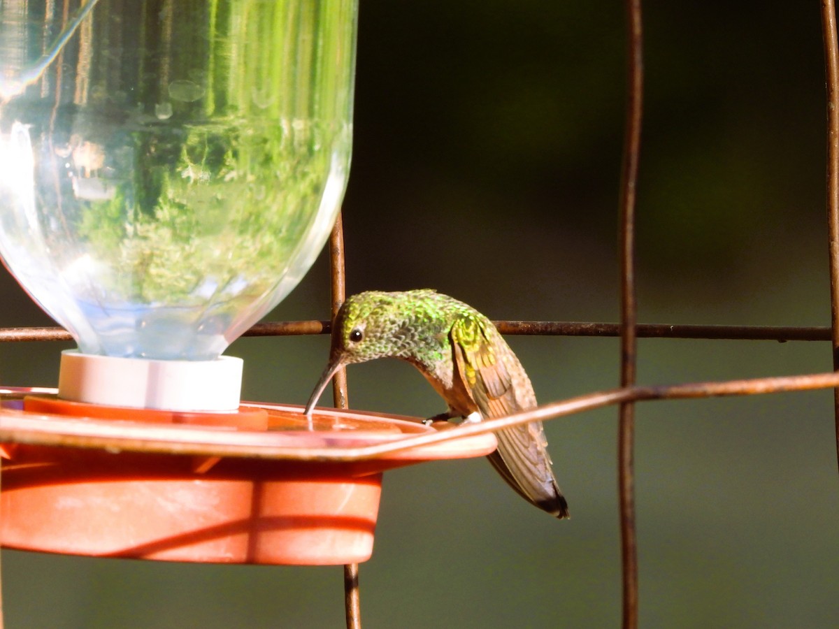 kolibřík mexický - ML620305906