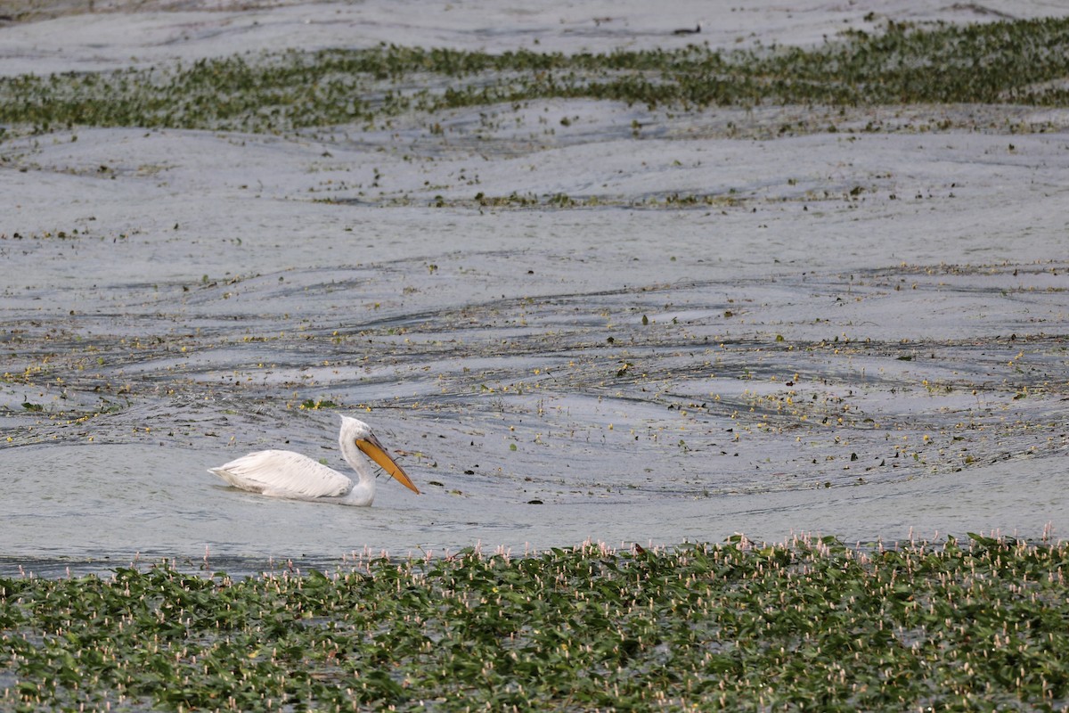 Dalmatian Pelican - ML620305917