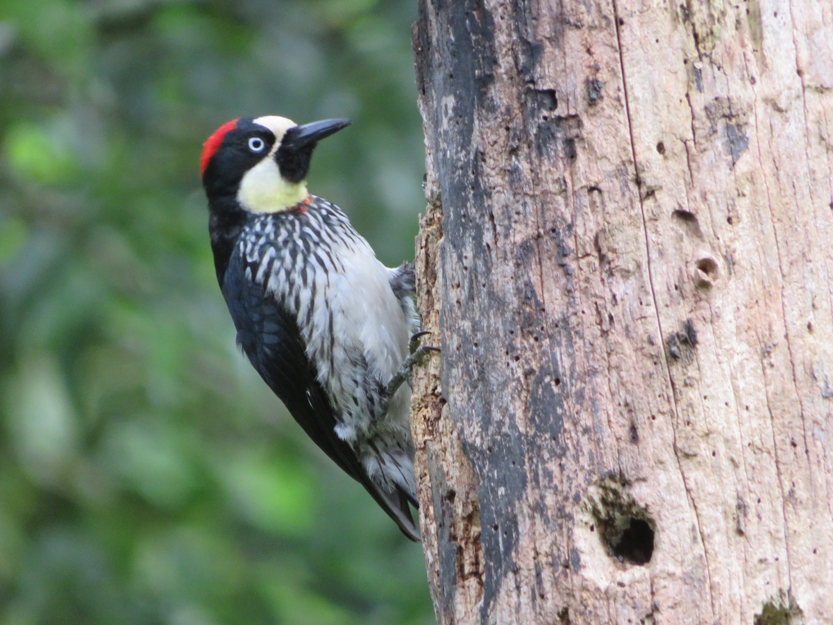 Acorn Woodpecker - ML620305918