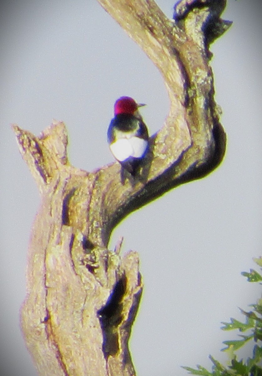 Red-headed Woodpecker - ML620305919