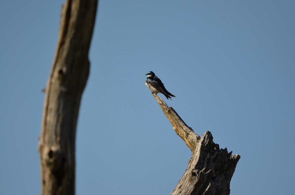 Tree Swallow - ML620305921