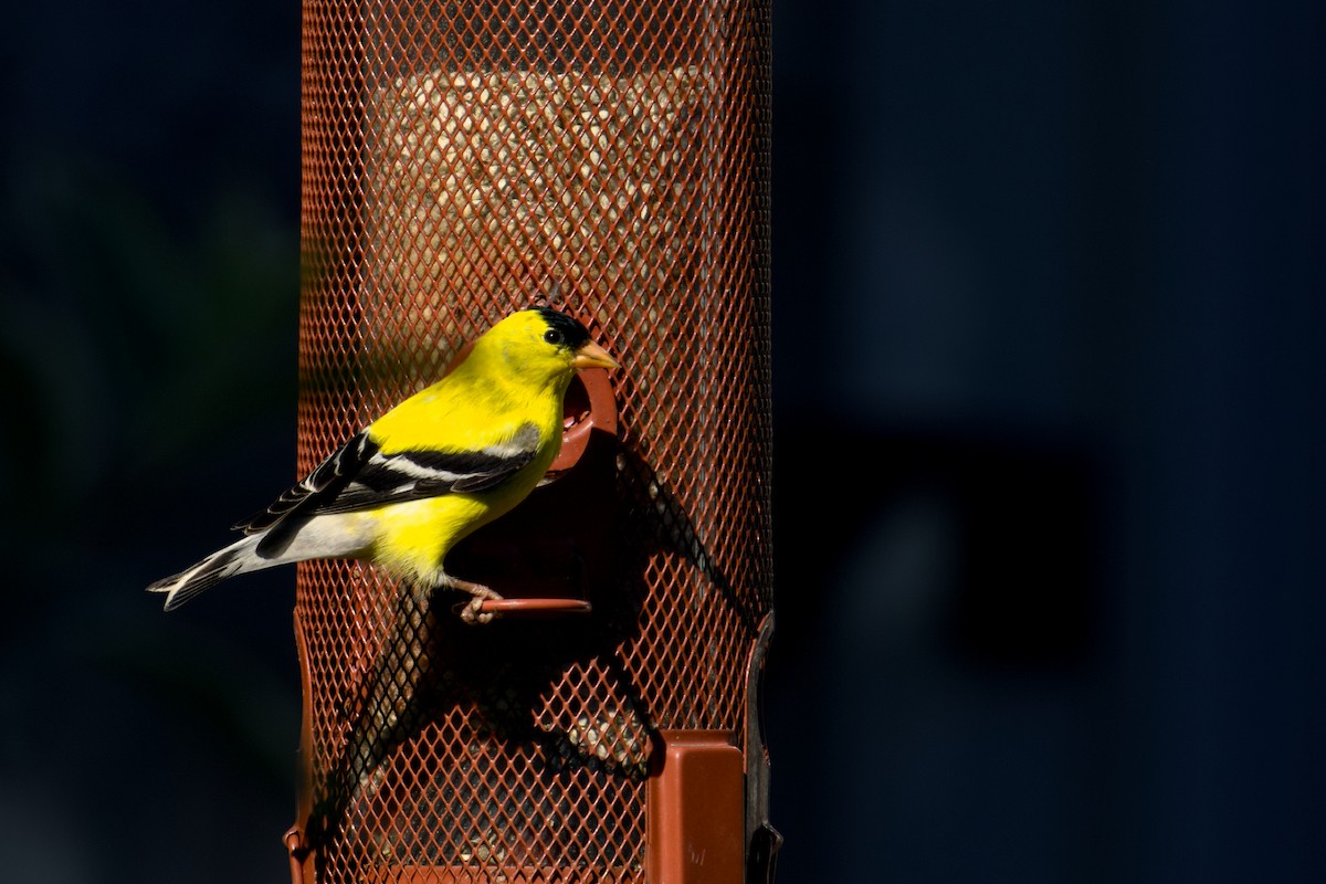 American Goldfinch - ML620305922