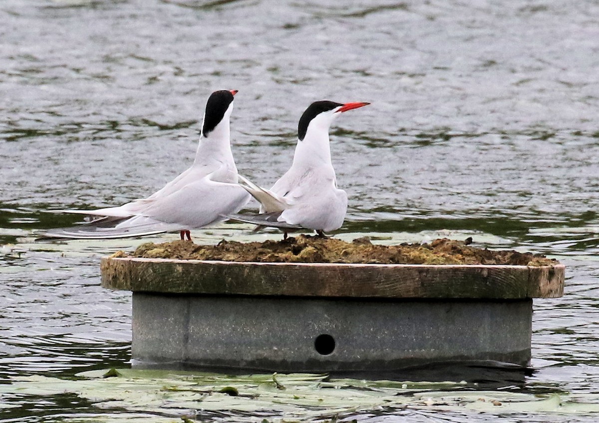 Caspian Tern - ML620305926