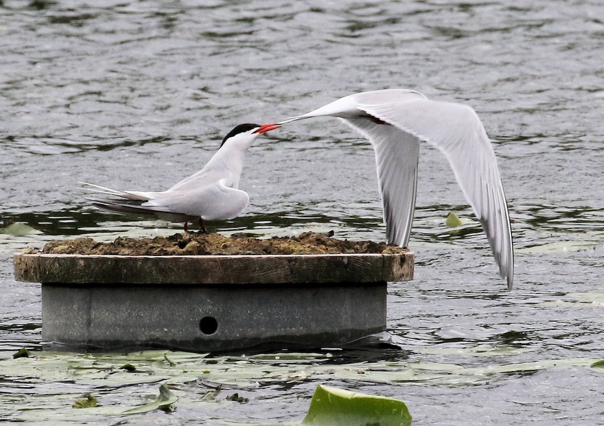 Caspian Tern - ML620305927