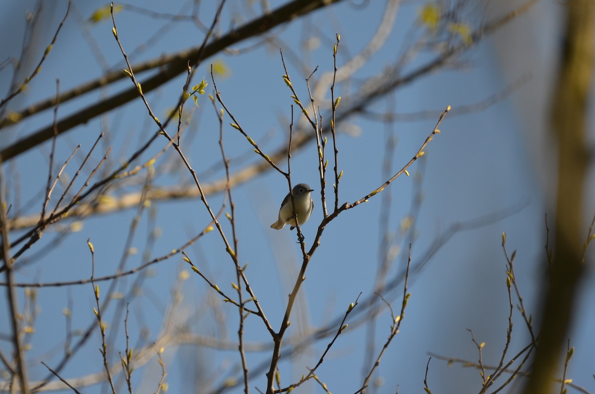 Blue-gray Gnatcatcher - ML620305934