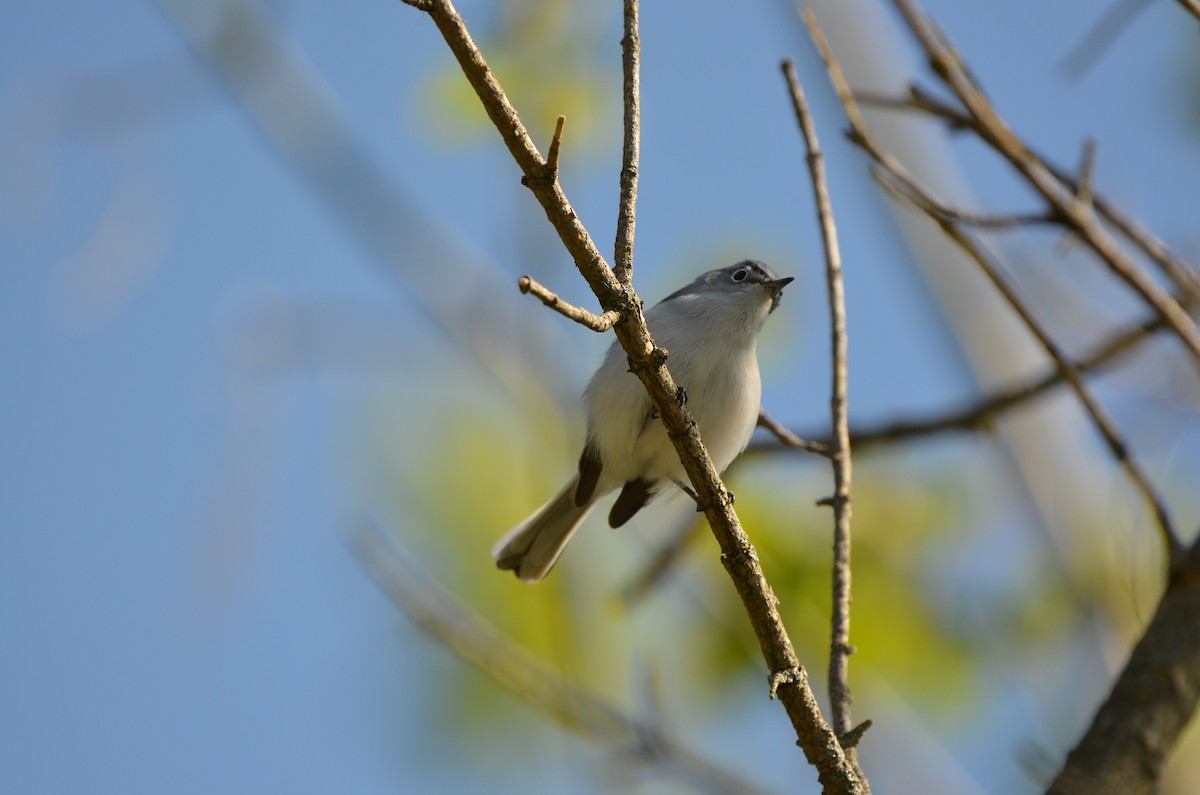 Blue-gray Gnatcatcher - ML620305935