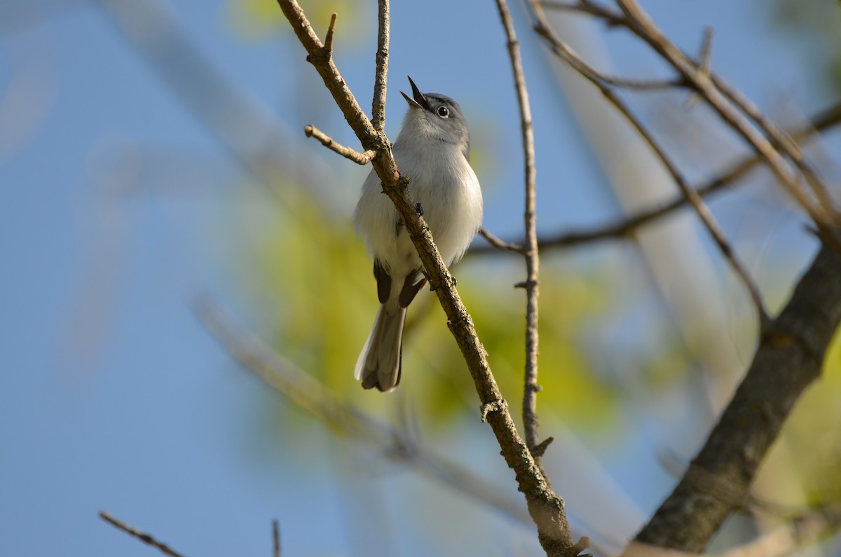 Blue-gray Gnatcatcher - ML620305936