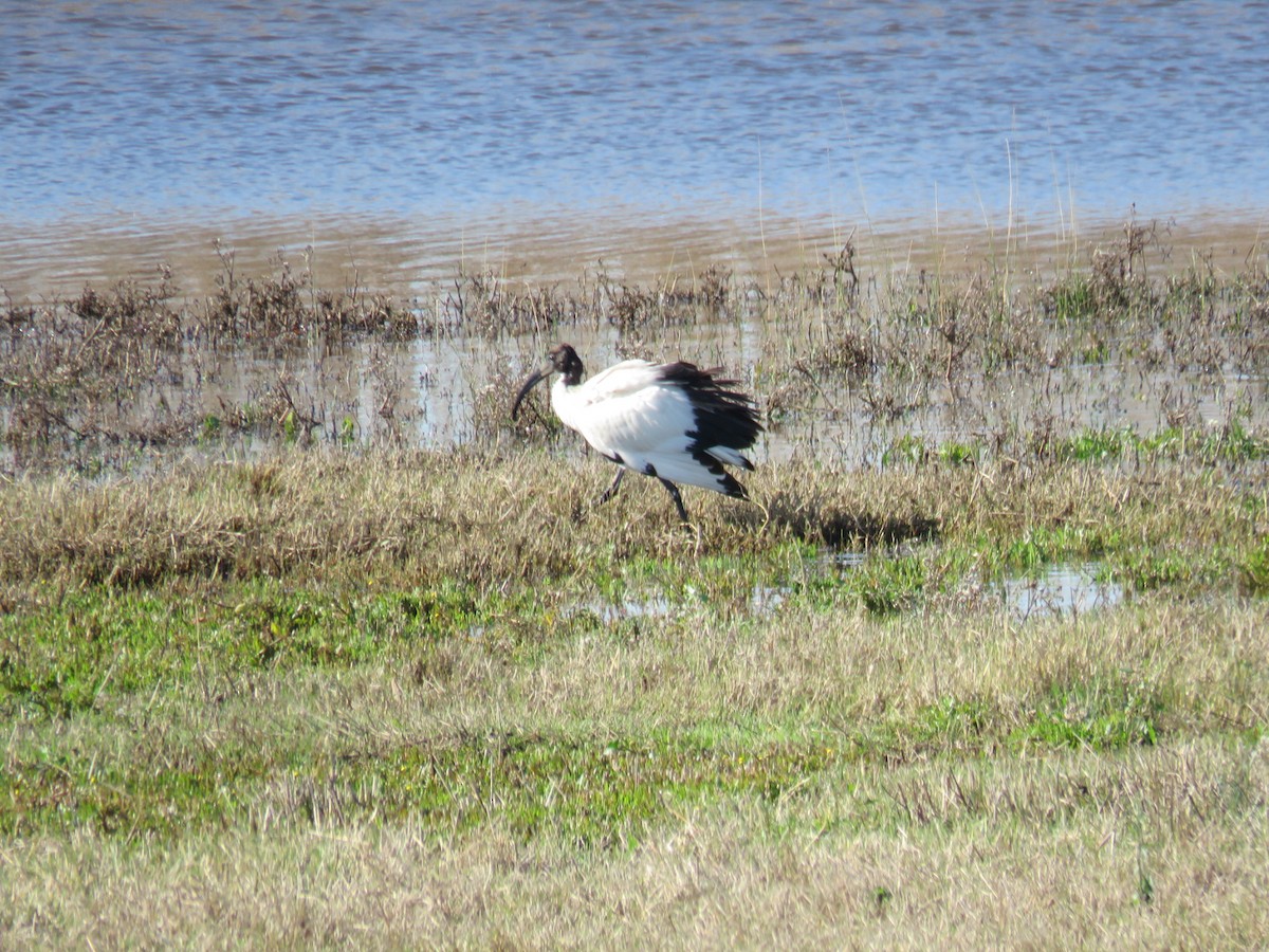 African Sacred Ibis - ML620305940